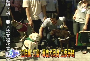 立院瘋「可魯」！　導盲犬現身　立委爭睹