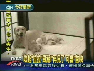 吹起「拉拉」風潮！「再見了 可魯」首映