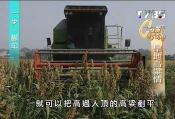 【一步一腳印】旱地高粱情　生命的落點