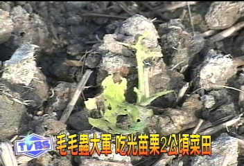 毛毛蟲大軍 吃光苗栗2公頃菜田
