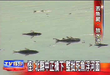 怪! 中正橋下 整批死魚浮河面