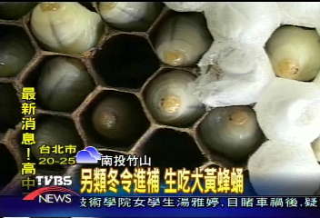 另類冬令進補 生吃大黃蜂蛹