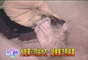 大陸黑心羽絨大衣 疑傳禽流感病毒