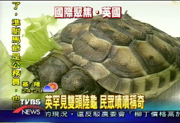 英展出罕見雙頭陸龜　人見人愛