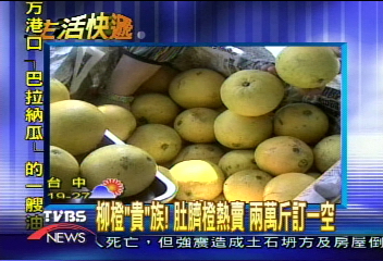 柳橙「貴」族！　肚臍橙熱賣　2萬斤訂一空
