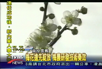 梅花搶先綻放　梅農研發技術奏效