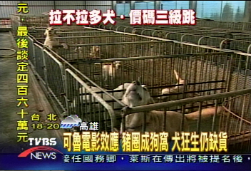 可魯效應 豬圈成狗窩 犬狂生仍缺貨