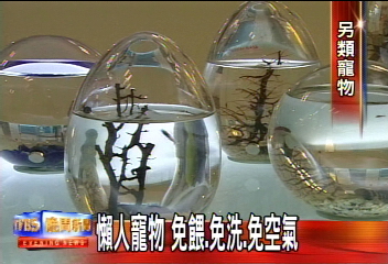 懶人寵物 免餵、免洗、免空氣