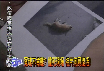 冤魂不肯離？撞死現場　相片狗屍復活！