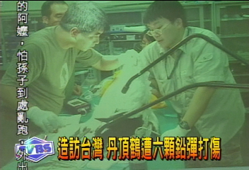 丹頂鶴中槍！　空軍基地：驅鳥不慎誤擊