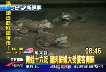 青蛙十六吃　腿肉鮮嫩大受饕客青睞