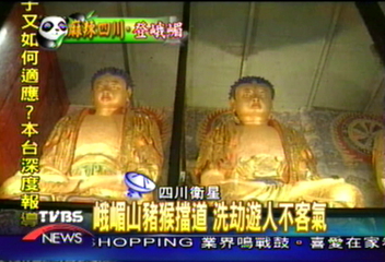 【麻辣鍋的故鄉-天府紀行】峨嵋山豬猴擋道 洗劫遊人不客氣