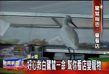 另類寵物白鷺鷥　乞食看店有一套