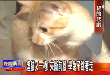 虐貓又一樁!夾斷前腳 學兔子跳著走