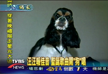 〈獨家〉可魯帶動風潮 業者推出「汪汪」唱片