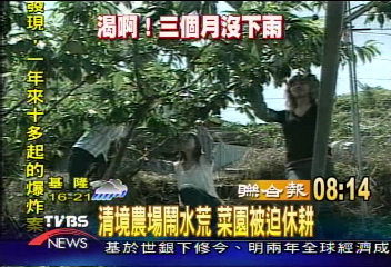 清境農場鬧水荒 菜園被迫休耕