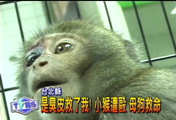 是臭皮救了我!小猴遭毆 母狗救命