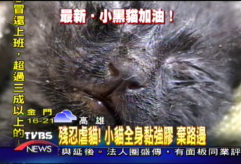 〈獨家〉殘忍虐貓! 小貓全身黏強膠 棄路邊