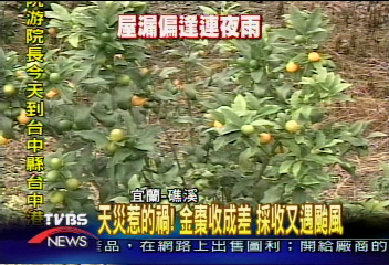 天災惹的禍！金棗收成差　採收又遇颱風