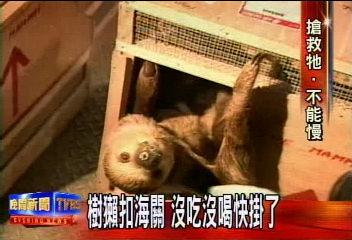 我好餓! 5樹懶走私被扣 10天沒吃