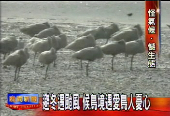 〈獨家〉冬颱撼生態!冬候鳥首遇颱風 無處躲