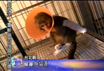 被毆傷的小獼猴 傷口感染 右手截肢