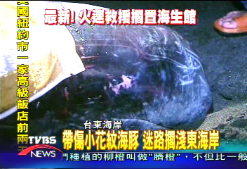 帶傷小花紋海豚 迷路擱淺東海岸