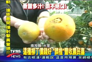 這種柳丁價錢好　「臍橙」豐收農民喜