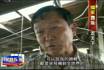 百萬錦鯉讓他致富 錦鯉大王揚威國際