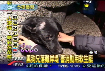黑狗兄落難岸堤 吠聲連連求救