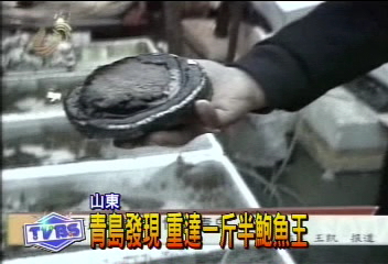 青島發現 重達1斤半鮑魚王