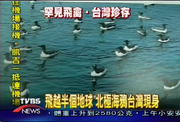 飛越半個地球　北極海鴉台灣現身