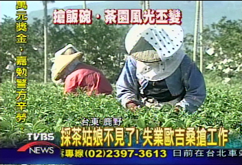 採茶姑娘不見了！失業歐吉桑搶工作
