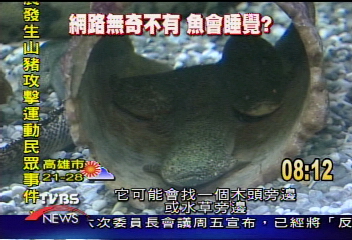 上網找碴　魚會不會睡覺　網友觀點另類