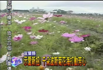 示愛新招!千朵波斯菊花海打動芳心