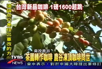 茶園轉作咖啡　鹿谷凍頂咖啡問世