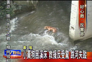 小黃狗困溪床　救援反受驚　跳河失蹤