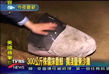 300公斤株儒抹香鯨 擱淺鹽寮沙攤