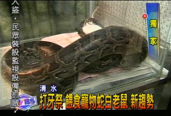 打牙祭　餵食寵物蛇白老鼠　新趨勢