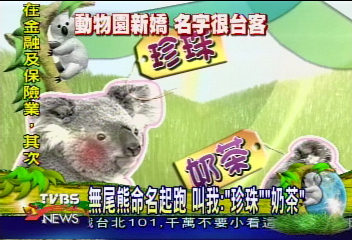 無尾熊命名起跑 叫我:「珍珠」「奶茶」