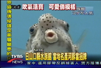 日河豚水族館 蒐羅五顏六色 人氣旺