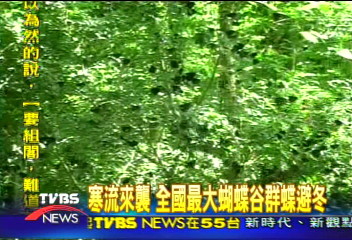 寒流來襲　全國最大蝴蝶谷群蝶避冬