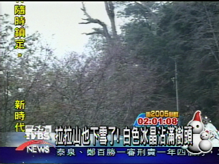 拉拉山也下雪了!白色冰晶沾滿樹頭