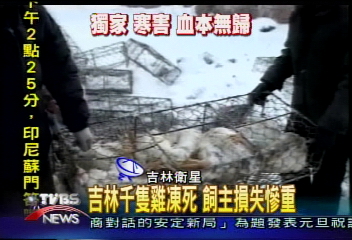 〈獨家〉吉林千隻雞凍死 飼主損失慘重