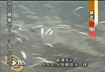 寒害!6度低溫 上萬尾鱸魚凍死