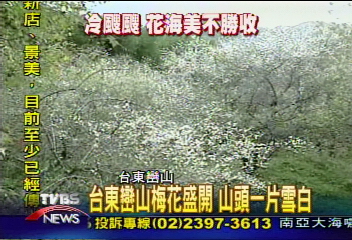 台東巒山梅花盛開　山頭一片雪白