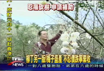 柳丁另一版！梅子盛產　不忍價跌寧棄收
