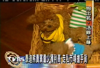 〈獨家〉泰迪貴賓狗當紅　走私市場搶手貨