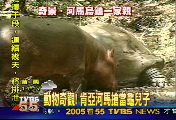 動物奇觀！肯亞河馬搶當龜兒子