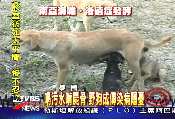 喝污水啃屍骨　災區野狗成衛生隱憂